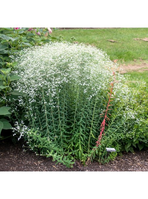 Virágzó kutyatej / EUPHORBIA corollata 