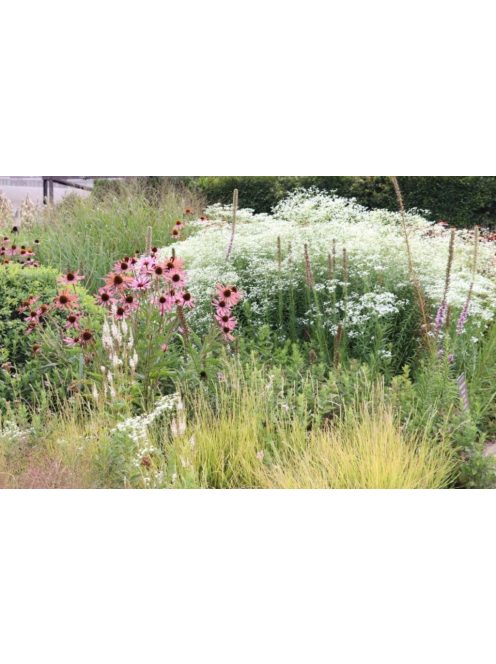 Virágzó kutyatej / EUPHORBIA corollata 