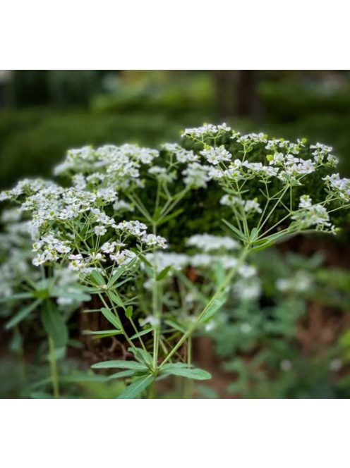 Virágzó kutyatej / EUPHORBIA corollata 
