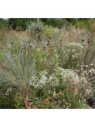 Virágzó kutyatej / EUPHORBIA corollata 