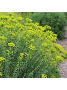Pusztai kutyatej / EUPHORBIA seguieriana 