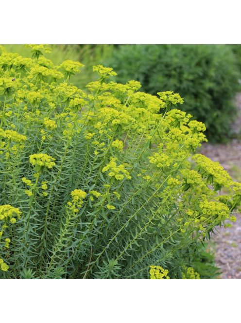 Pusztai kutyatej / EUPHORBIA seguieriana 