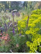 Pusztai kutyatej / EUPHORBIA seguieriana 