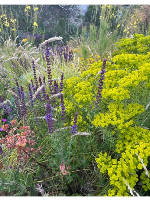 Pusztai kutyatej / EUPHORBIA seguieriana 