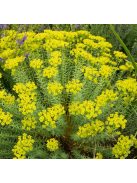 Pusztai kutyatej / EUPHORBIA seguieriana 