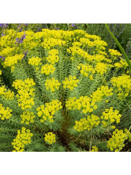 Pusztai kutyatej / EUPHORBIA seguieriana 