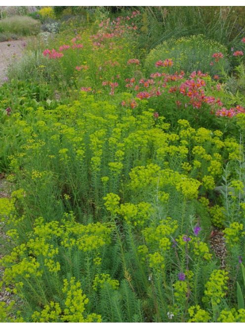 Pusztai kutyatej / EUPHORBIA seguieriana 