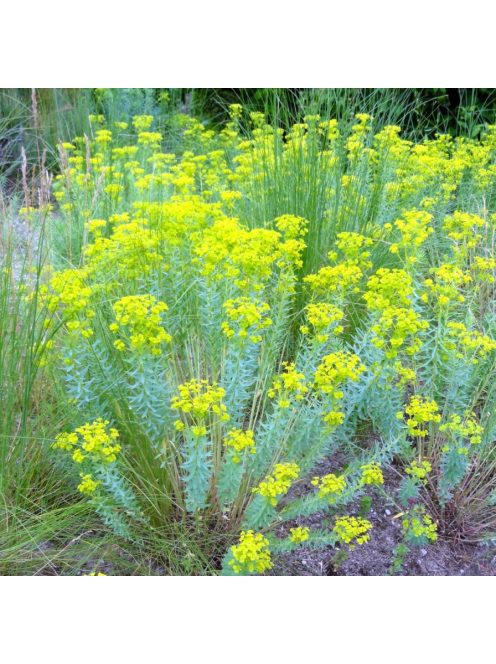 Pusztai kutyatej / EUPHORBIA seguieriana 