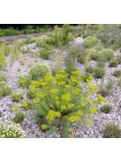 Pusztai kutyatej / EUPHORBIA seguieriana 