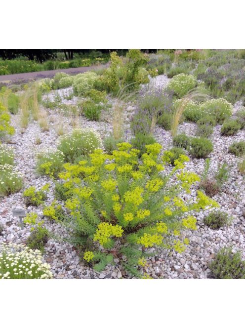 Pusztai kutyatej / EUPHORBIA seguieriana 