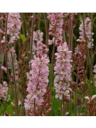 FRANCOA sonchifolia 