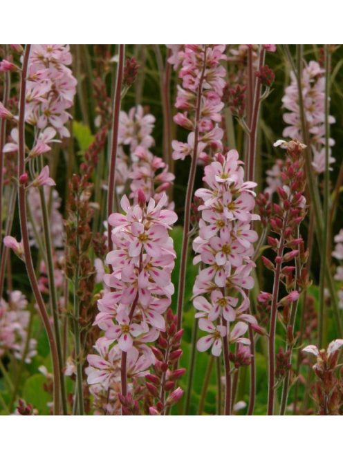 FRANCOA sonchifolia 