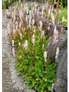 FRANCOA sonchifolia 