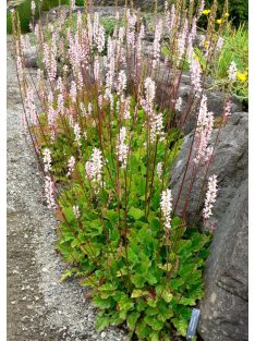 FRANCOA sonchifolia 
