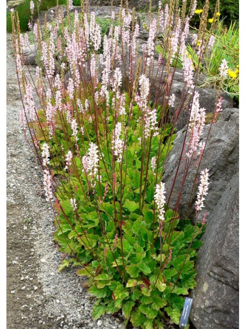 FRANCOA sonchifolia 