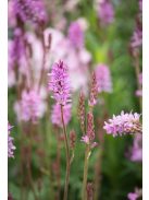 FRANCOA sonchifolia 