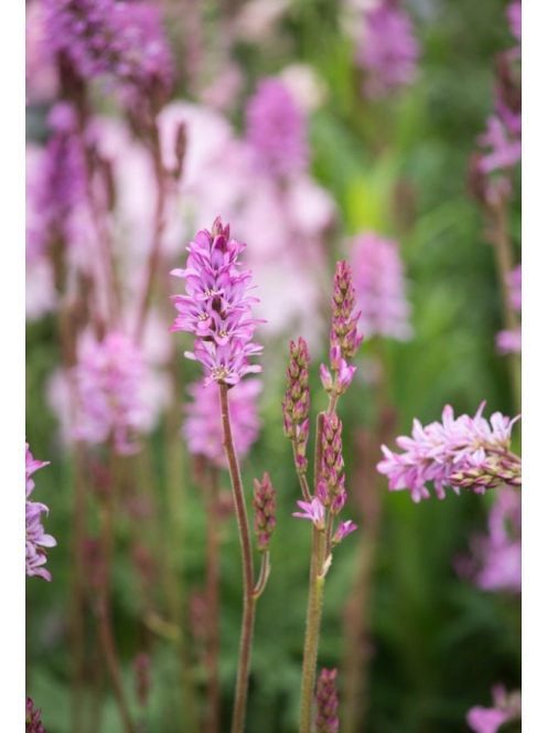 FRANCOA sonchifolia 