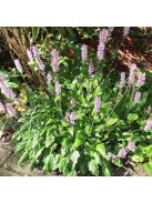 FRANCOA sonchifolia 