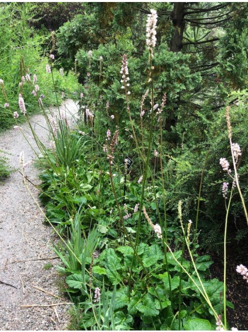 FRANCOA sonchifolia 