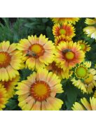 Kokárdavirág / GAILLARDIA aristata 'Arizona Apricot'