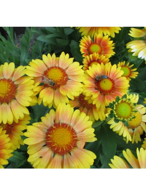 Kokárdavirág / GAILLARDIA aristata 'Arizona Apricot'