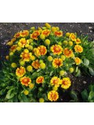 Kokárdavirág / GAILLARDIA aristata 'Arizona Apricot'