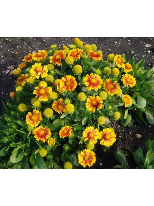 Kokárdavirág / GAILLARDIA aristata 'Arizona Apricot'
