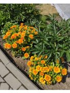 Kokárdavirág / GAILLARDIA aristata 'Arizona Apricot'