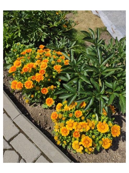 Kokárdavirág / GAILLARDIA aristata 'Arizona Apricot'