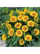 Kokárdavirág / GAILLARDIA aristata 'Arizona Apricot'