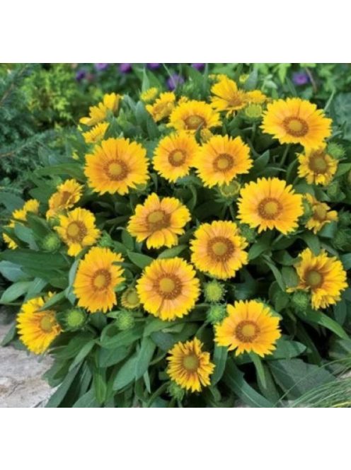 Kokárdavirág / GAILLARDIA aristata 'Arizona Apricot'