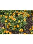 Kokárdavirág / GAILLARDIA aristata 'Arizona Apricot'