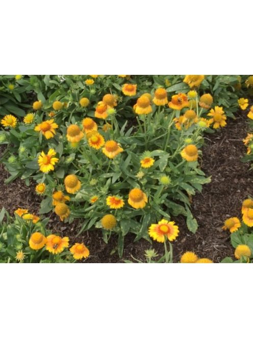 Kokárdavirág / GAILLARDIA aristata 'Arizona Apricot'