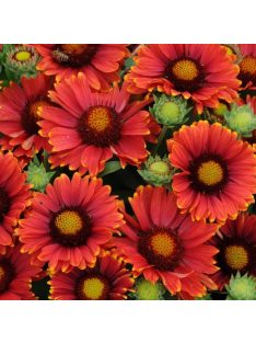   Kokárdavirág / GAILLARDIA aristata 'Arizona Red Shades'