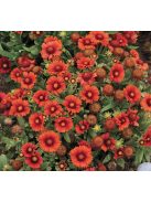 Kokárdavirág / GAILLARDIA aristata 'Arizona Red Shades'