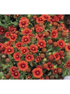   Kokárdavirág / GAILLARDIA aristata 'Arizona Red Shades'