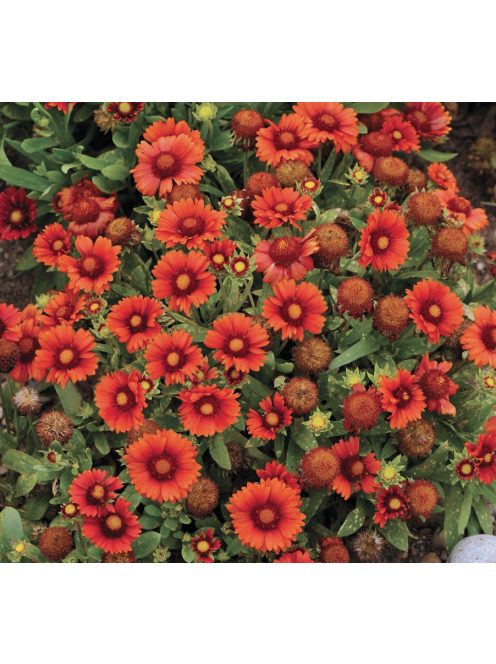 Kokárdavirág / GAILLARDIA aristata 'Arizona Red Shades'