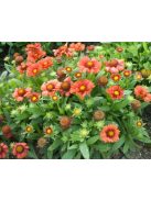 Kokárdavirág / GAILLARDIA aristata 'Arizona Red Shades'