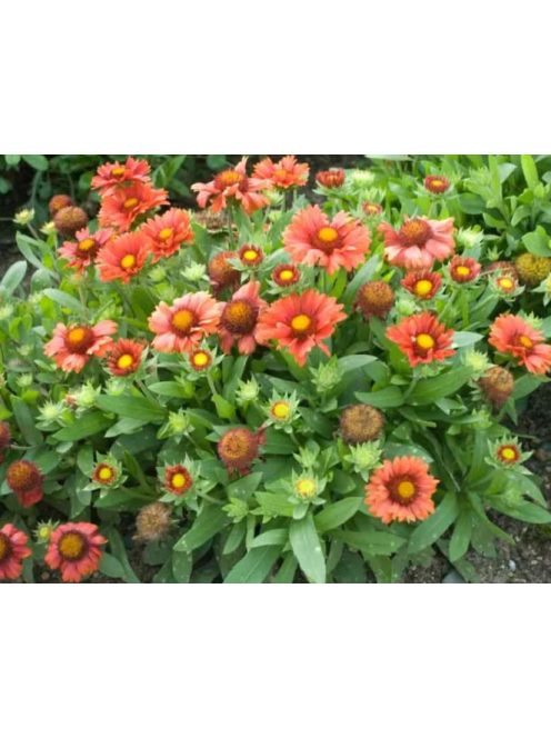 Kokárdavirág / GAILLARDIA aristata 'Arizona Red Shades'