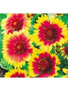Kokárdavirág / GAILLARDIA aristata 'Kobold'