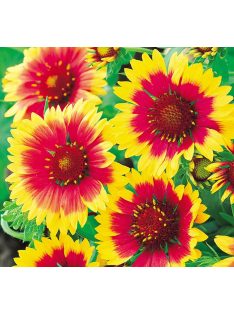 Kokárdavirág / GAILLARDIA aristata 'Kobold'