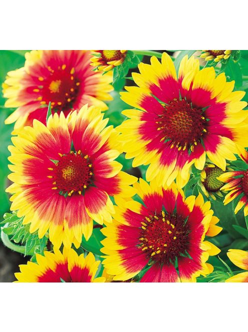 Kokárdavirág / GAILLARDIA aristata 'Kobold'