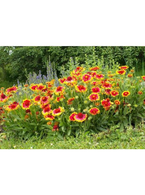 Kokárdavirág / GAILLARDIA aristata 'Kobold'
