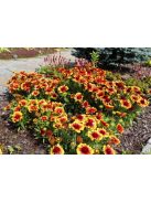 Kokárdavirág / GAILLARDIA aristata 'Kobold'