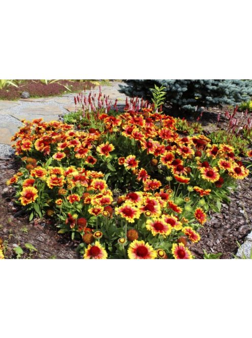 Kokárdavirág / GAILLARDIA aristata 'Kobold'
