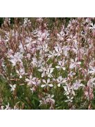 Évelő díszgyertya / GAURA lindheimeri 'Sparkle White'