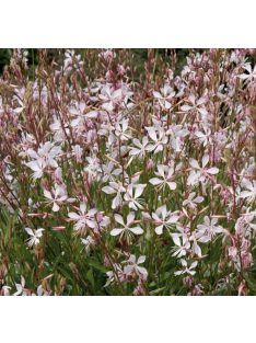   Évelő díszgyertya / GAURA lindheimeri 'Sparkle White'