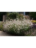 Évelő díszgyertya / GAURA lindheimeri 'Sparkle White'
