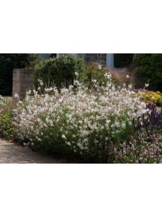   Évelő díszgyertya / GAURA lindheimeri 'Sparkle White'