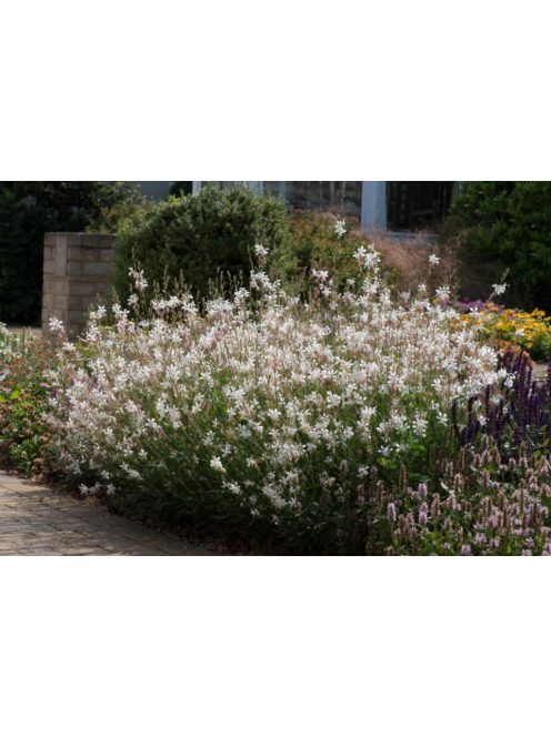 Évelő díszgyertya / GAURA lindheimeri 'Sparkle White'